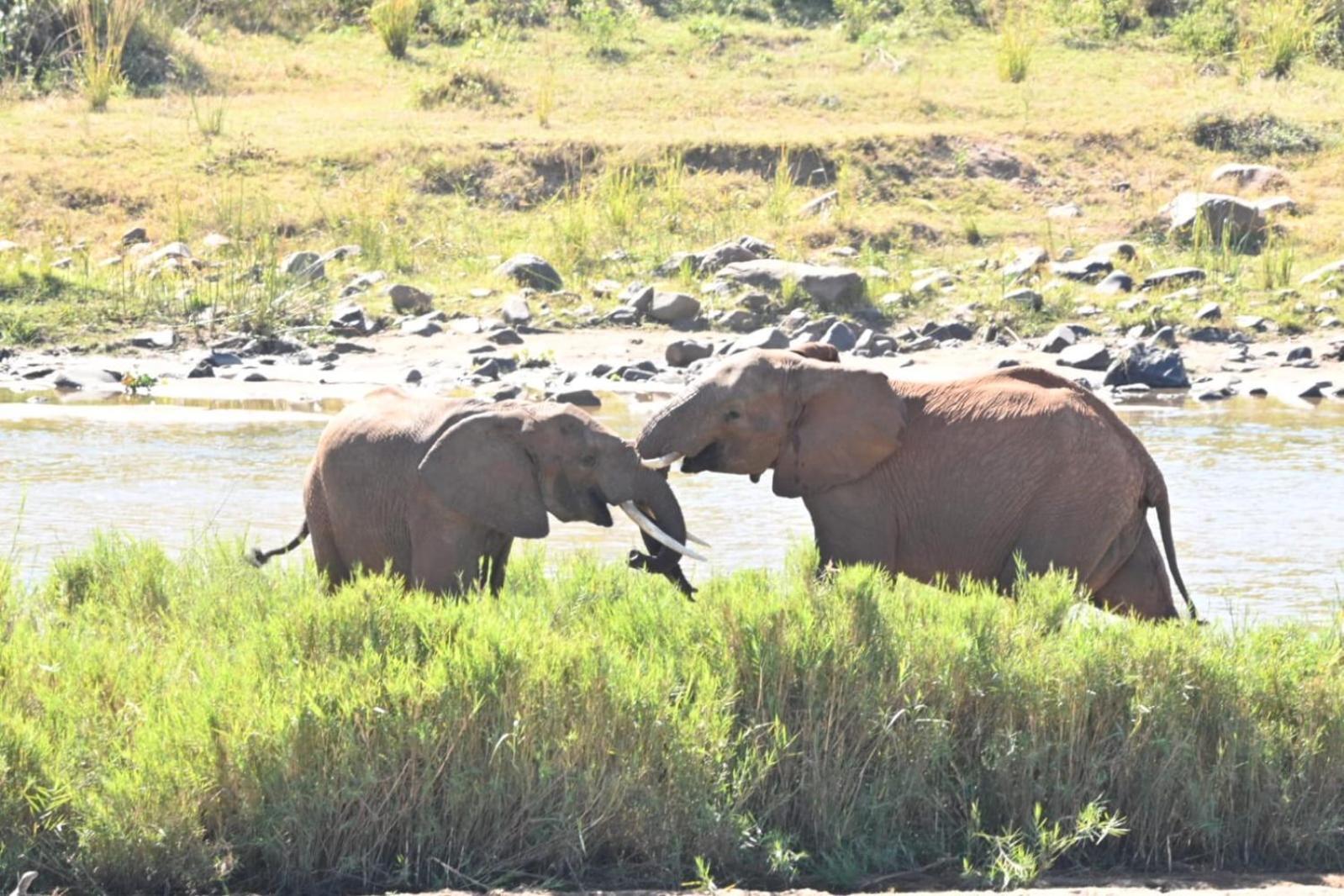 Buckler'S Africa Lodge Kruger Park Komatipoort Bagian luar foto