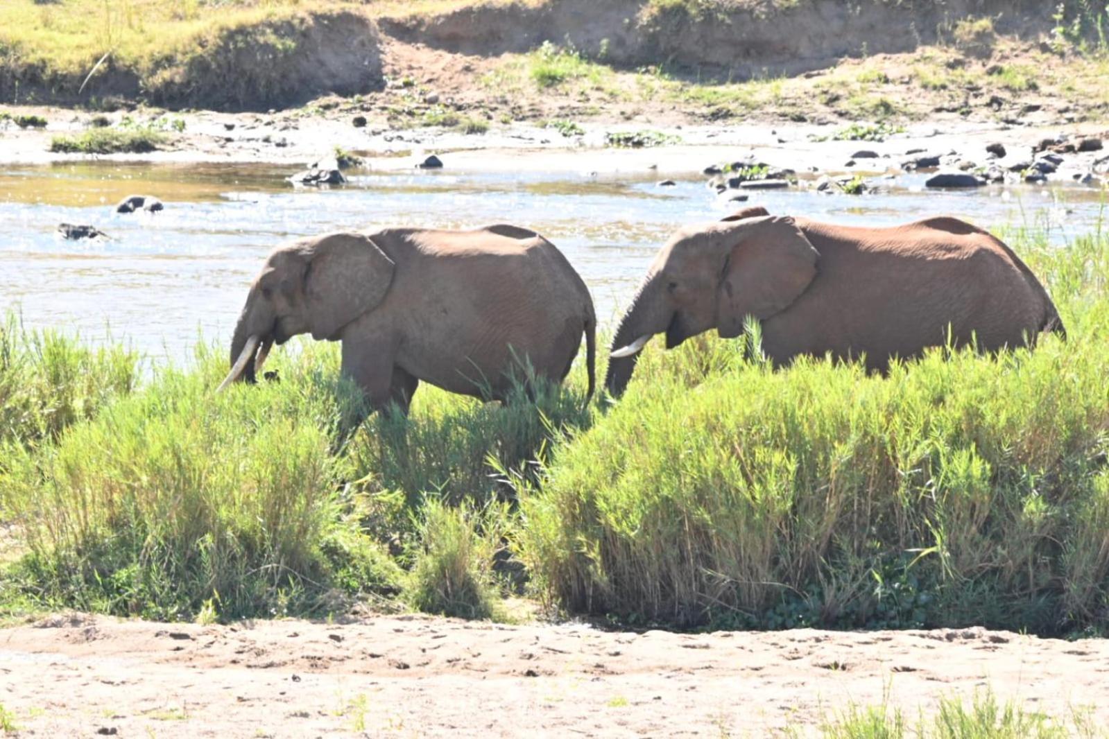Buckler'S Africa Lodge Kruger Park Komatipoort Bagian luar foto